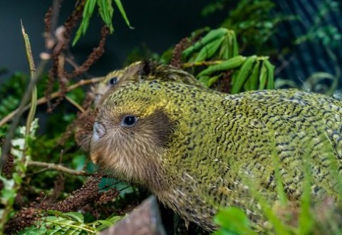 Kakapo Manapouri DSC7307 11 LR