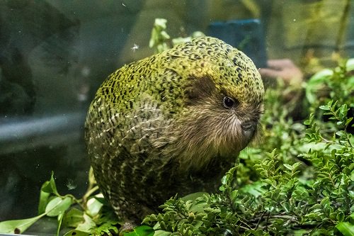 Kakapo2 500
