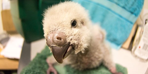 Baby Kakapo