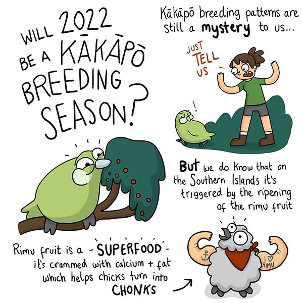 Cartoon - will 2022 be a Kakapo breeding season?