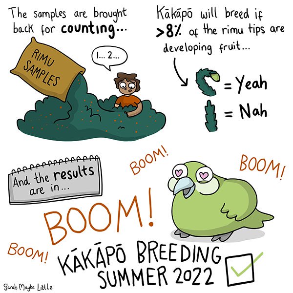 Cartoon about confirming that 2022 summer will be a bumper Kakapo breeding season.