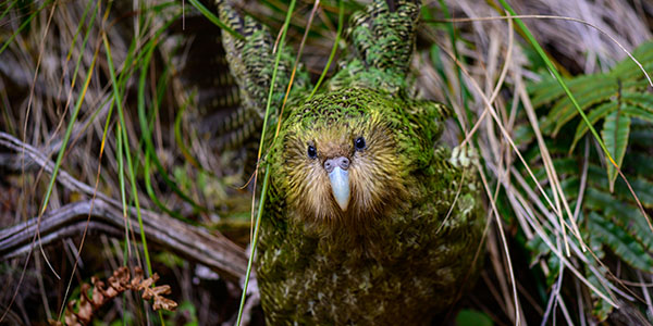 Kakapo in the forest
