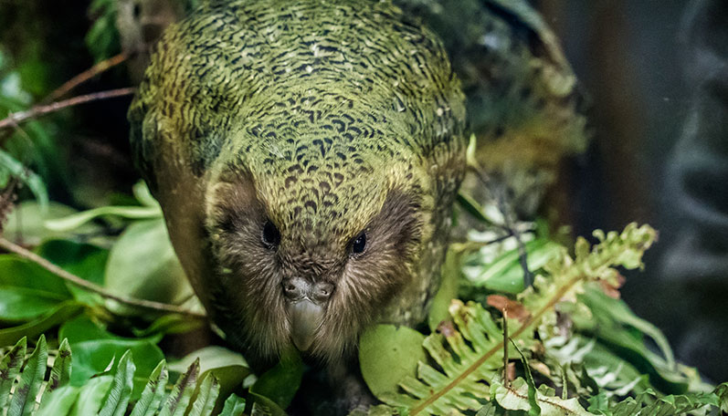 Kakapo about us v2