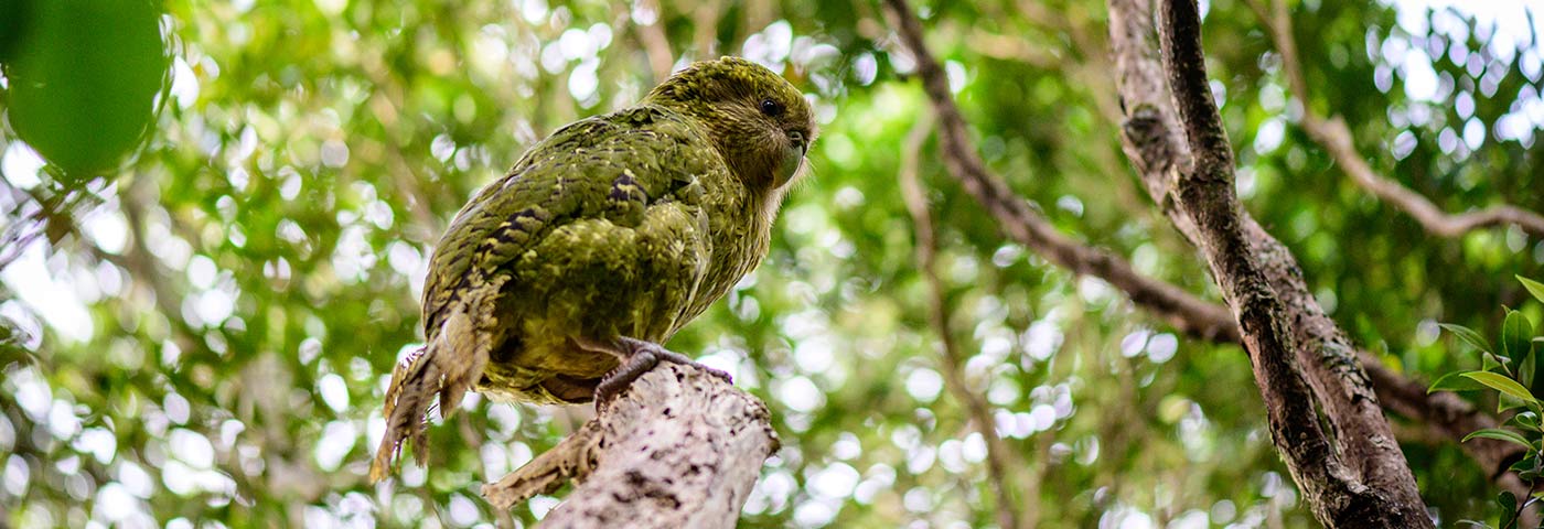Kakapo Recovery Programme