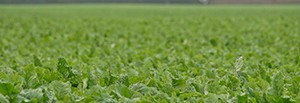 Arable