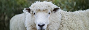 Sheep2