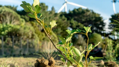 Tree seedling at wind farm