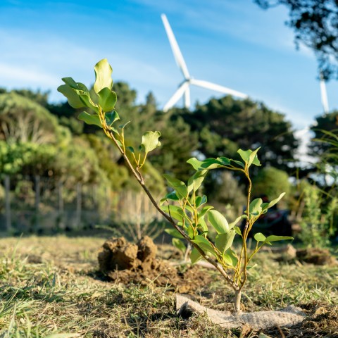Tree seedling at wind farm