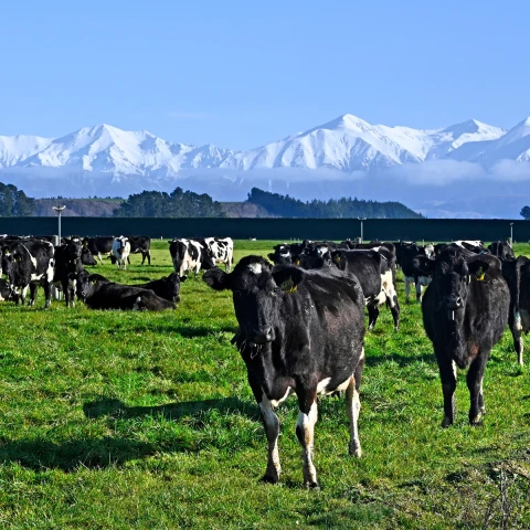 Dairy v3