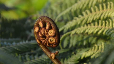 Fern plant