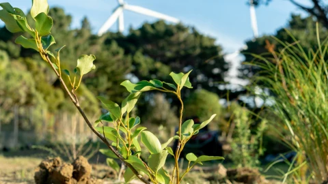 Forever Forests HEADER