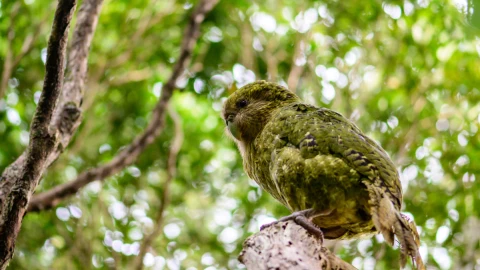 Kakapo recovery programme hero