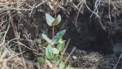 Plant seedling growing