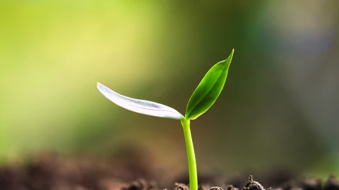 Young plant growing