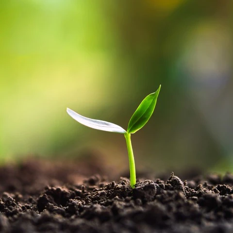 Young plant growing