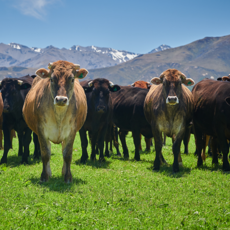 Cows and a mountain view