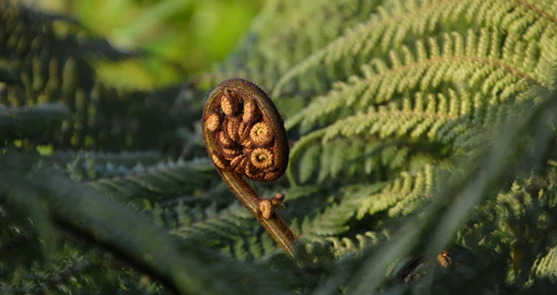 Fern plant