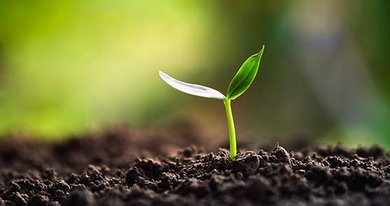 Young plant growing