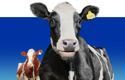 Cow Feature Card v6