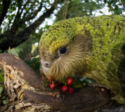 Kakapo eating berries