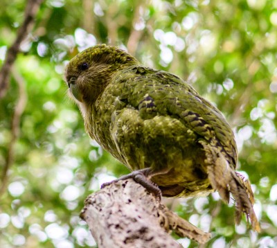 Tukaha Kakapo