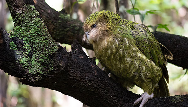 Kakapo on a branch