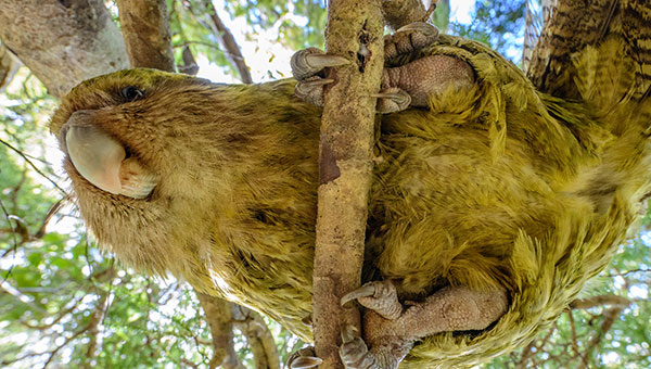  Sirocco the Kakapo in a tree