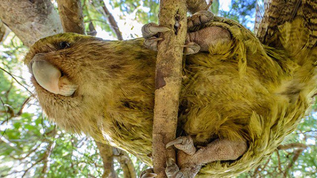 Sirocco the Kakapo in a tree