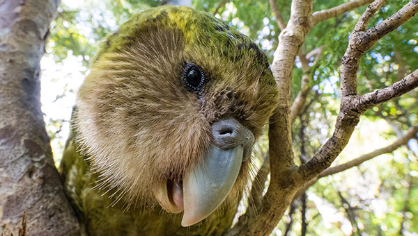 Sirocco the Kakapo posing for the camera