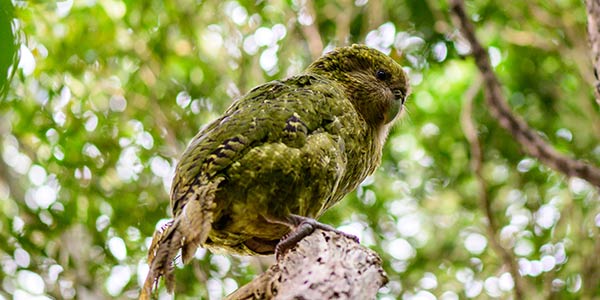  Kākāpō Tukaha 