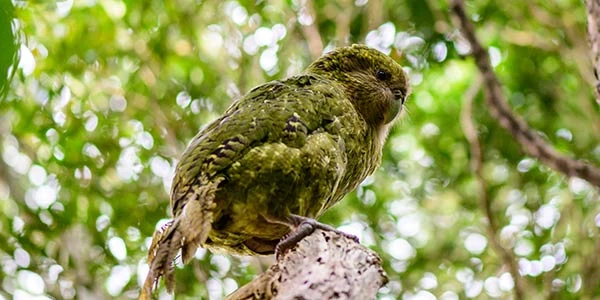 Kākāpō Tukaha