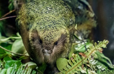 Kakapo about us v2