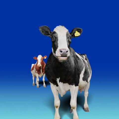 Cow Header Website v3