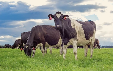 Dairy
