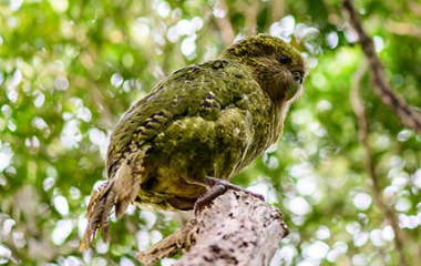 Kakapo