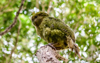 Tukaha Kakapo