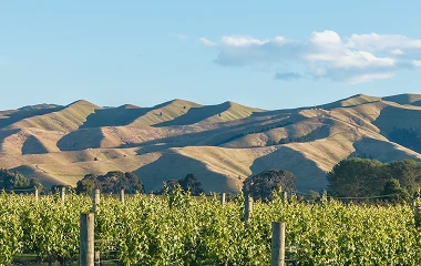 Viticulture