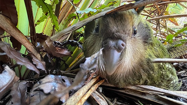 Kakapo in the bush