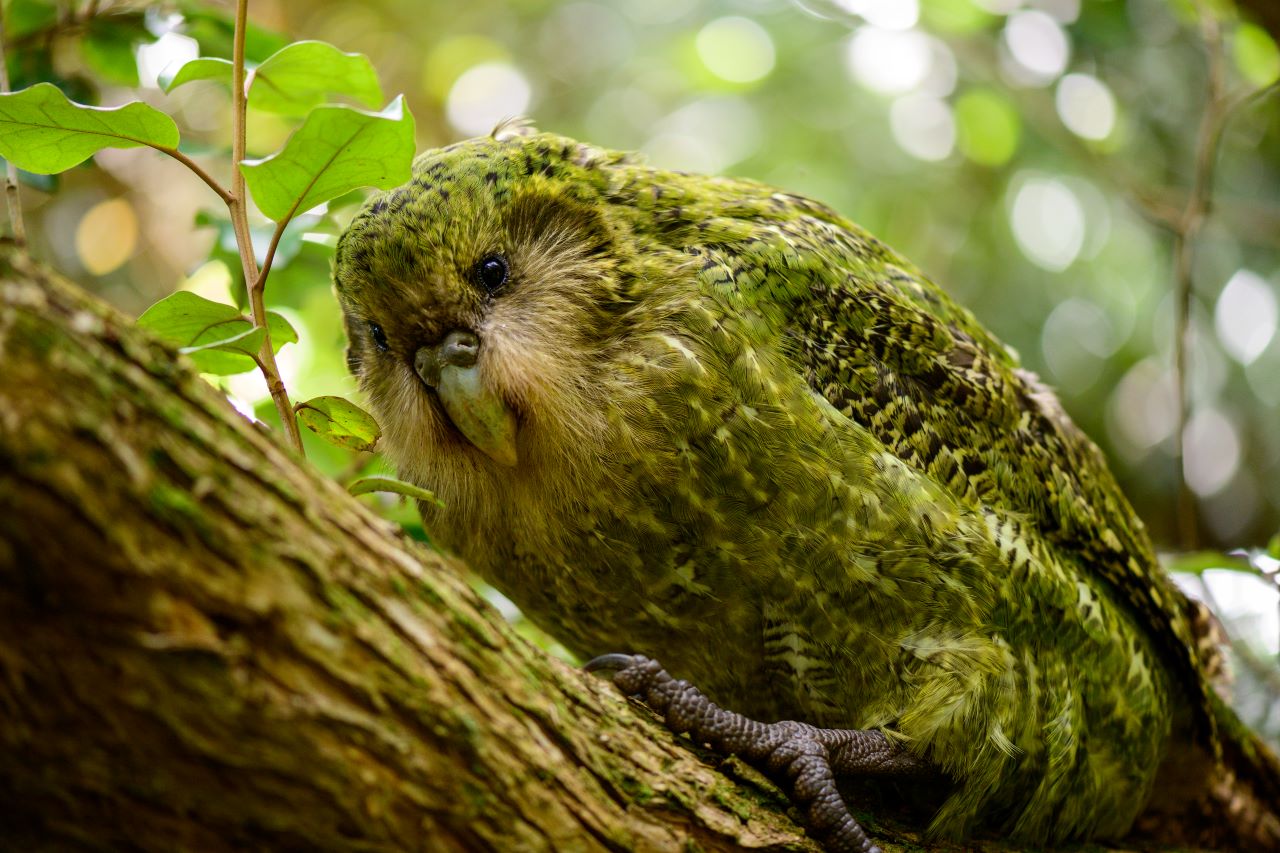 Kākāpō in the bush