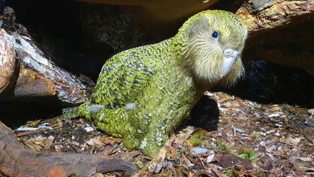 Kakapo Ata Rangi