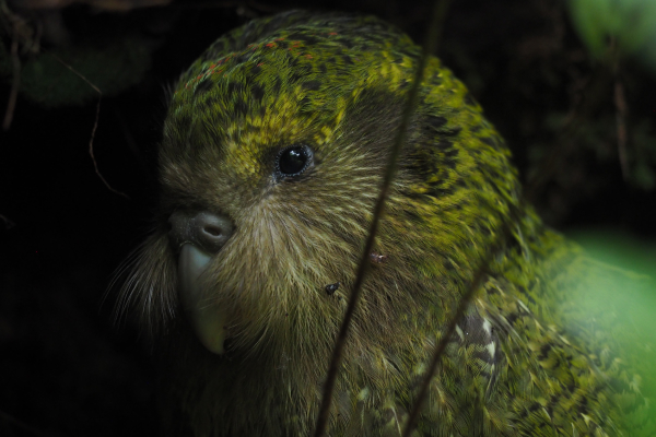 Atareta the Kakapo