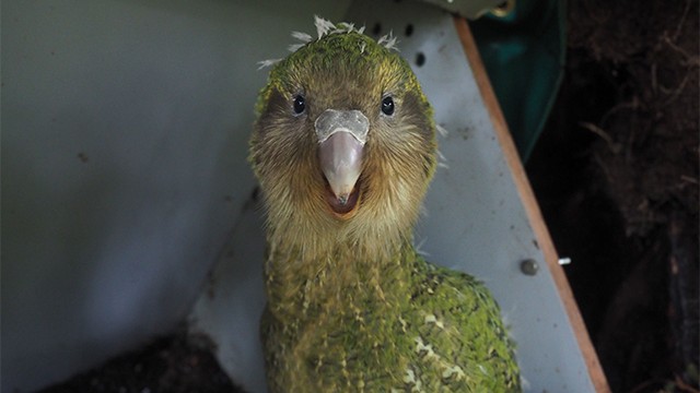 Kakapo in a box