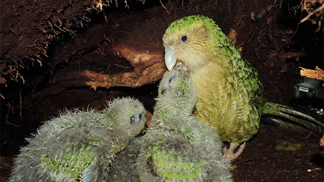 Kakapo mother feeding cheeks