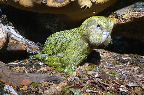 Atareta the Kakapo