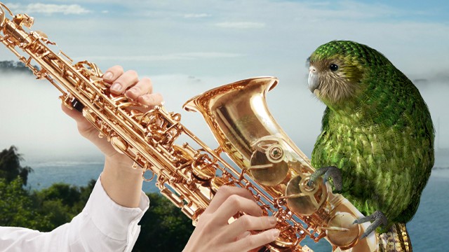 Kakapo sitting on a saxophone