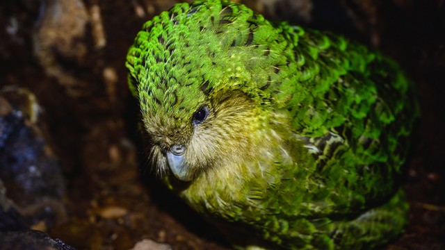 Kakapo in a nest