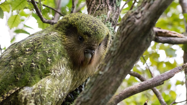 Kakapo in a tree
