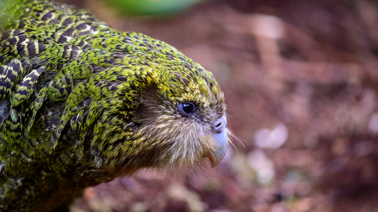 Kākāpō close shot