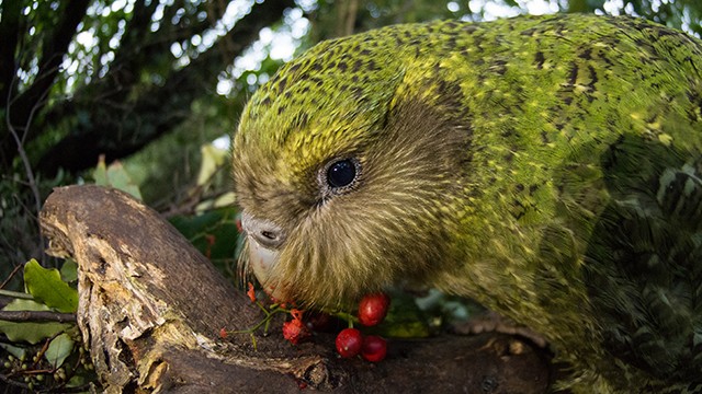 Kakapo eating berries