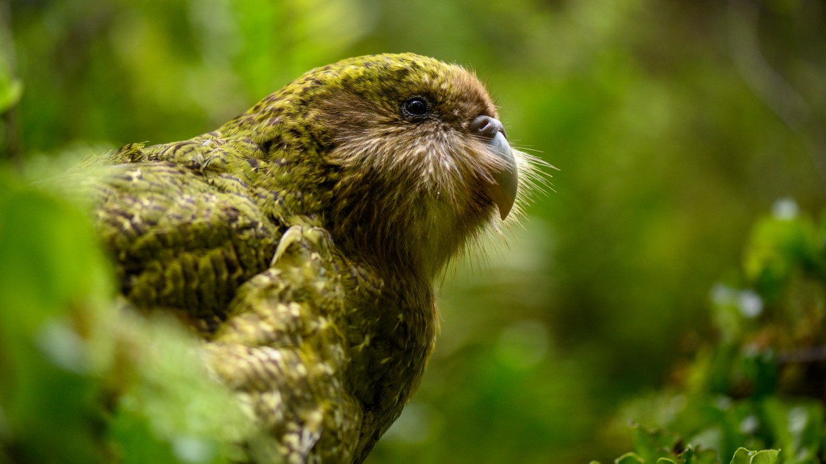  Portrait of a kakapo